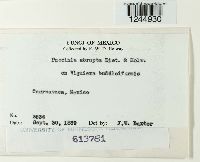 Puccinia abrupta image