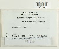 Puccinia abrupta image