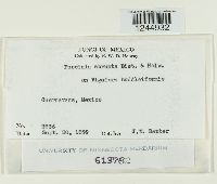 Puccinia abrupta image