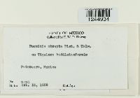 Puccinia abrupta image