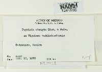 Puccinia abrupta image