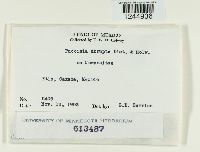 Puccinia abrupta image