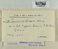 Puccinia abrupta image