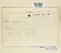 Puccinia abrupta image