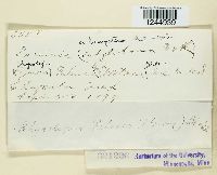 Puccinia abrupta image