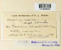 Puccinia abrupta image