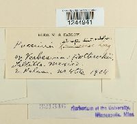 Puccinia abrupta image