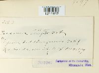 Puccinia abrupta image