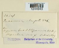 Puccinia abrupta image