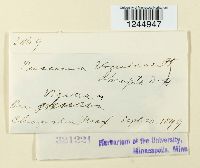 Puccinia abrupta image