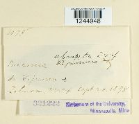 Puccinia abrupta image