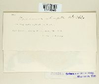 Puccinia abrupta image