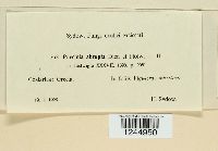 Puccinia abrupta image