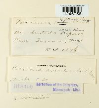 Puccinia aristidae image