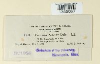 Puccinia cnici-oleracei image