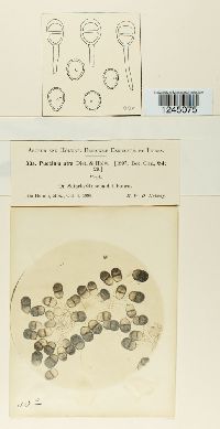Puccinia cnici-oleracei image