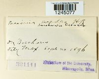 Puccinia baccharidis image