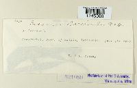 Puccinia baccharidis image