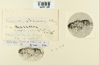 Puccinia bomareae image