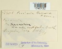 Puccinia bomareae image