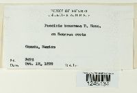 Puccinia bomareae image