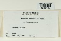 Puccinia bomareae image