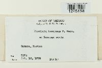 Puccinia bomareae image