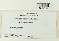 Puccinia bomareae image