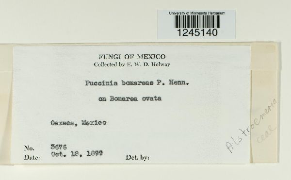 Puccinia bomareae image