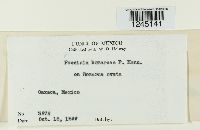 Puccinia bomareae image