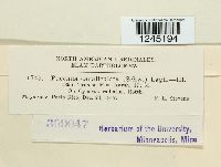 Puccinia canaliculata image