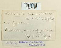 Puccinia canaliculata image