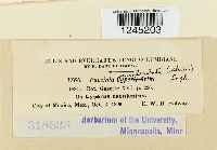 Puccinia canaliculata image