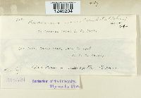 Puccinia canaliculata image