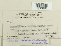 Puccinia canaliculata image