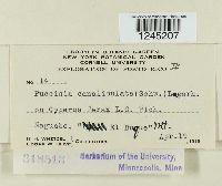 Puccinia canaliculata image