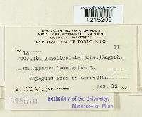 Puccinia canaliculata image