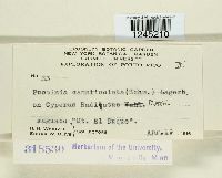 Puccinia canaliculata image