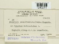 Puccinia canaliculata image