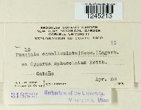 Puccinia canaliculata image