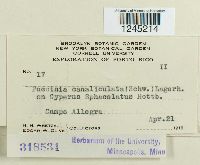 Puccinia canaliculata image