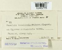 Puccinia canaliculata image