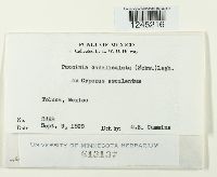 Puccinia canaliculata image