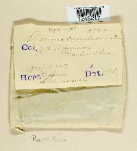 Puccinia canaliculata image