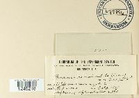 Puccinia canaliculata image