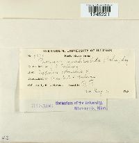 Puccinia canaliculata image