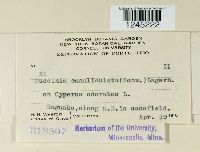 Puccinia canaliculata image