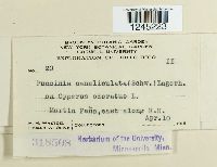 Puccinia canaliculata image