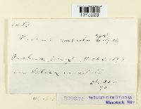 Puccinia caulicola image