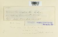 Puccinia caulicola image